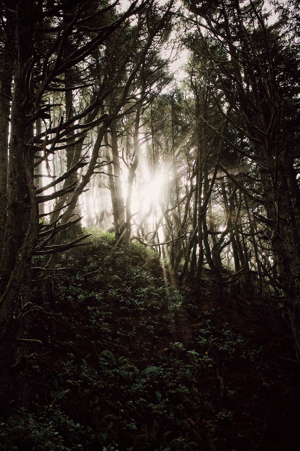 Sunlight in a mossy forest