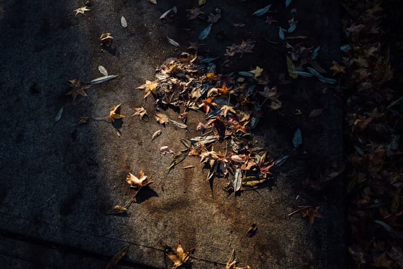 Sunlight through leaves